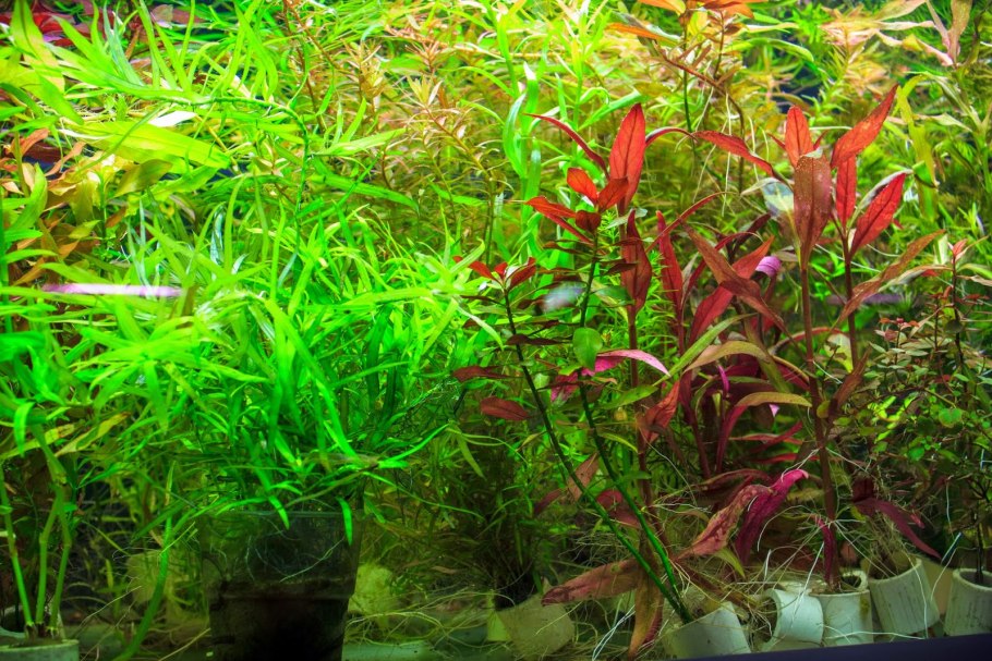 Альтернантера ficoidea