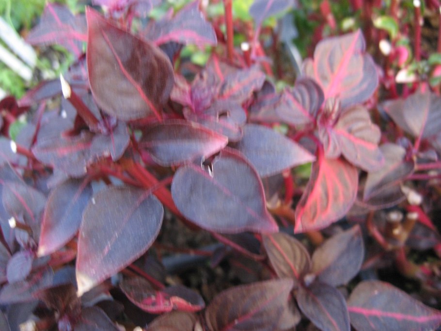 Альтернантера Purple Prince