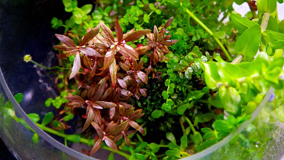 Альтернантера перпл