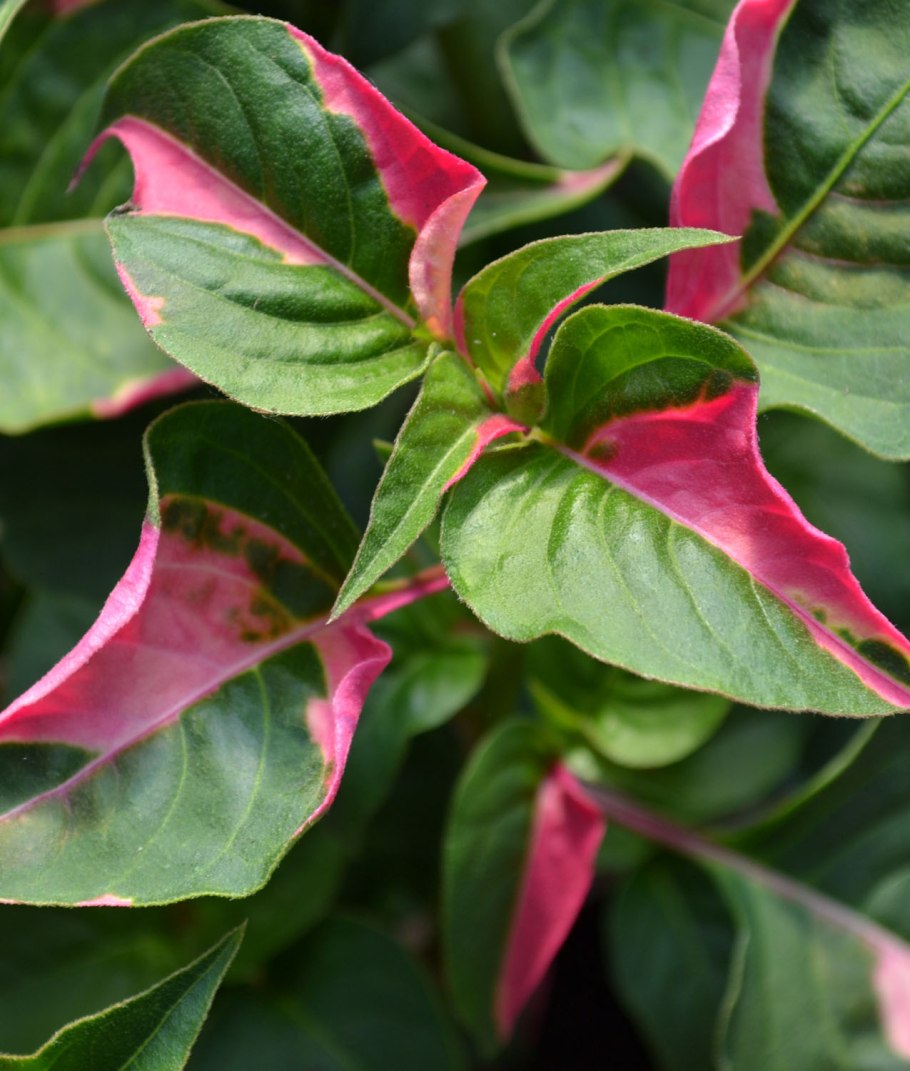 Альтернантера Ауреа