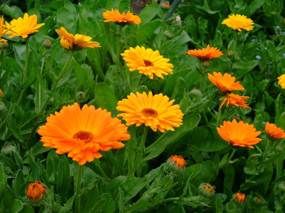 Календула лекарственная (Caléndula officinális)