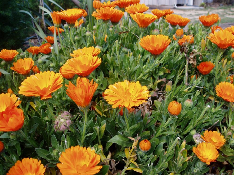 Calendula officinalis календула лекарственная