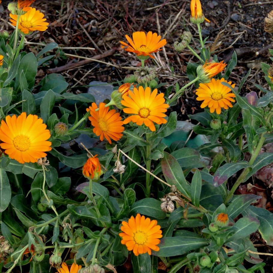 Календула, ноготки, Calendula