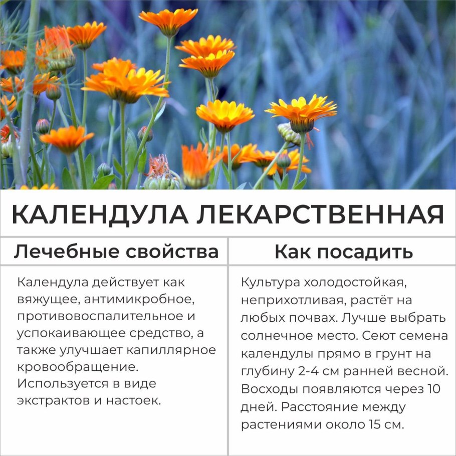 Календула полезные св-ва