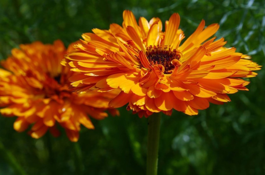 Calendula officinalis сырье