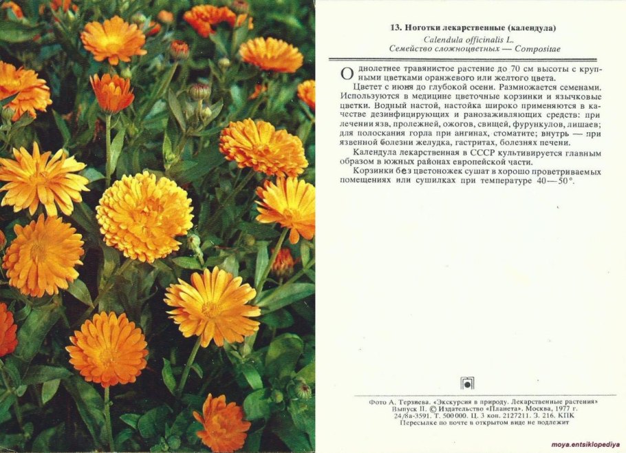 Календула низкорослая Фиеста оранжевая