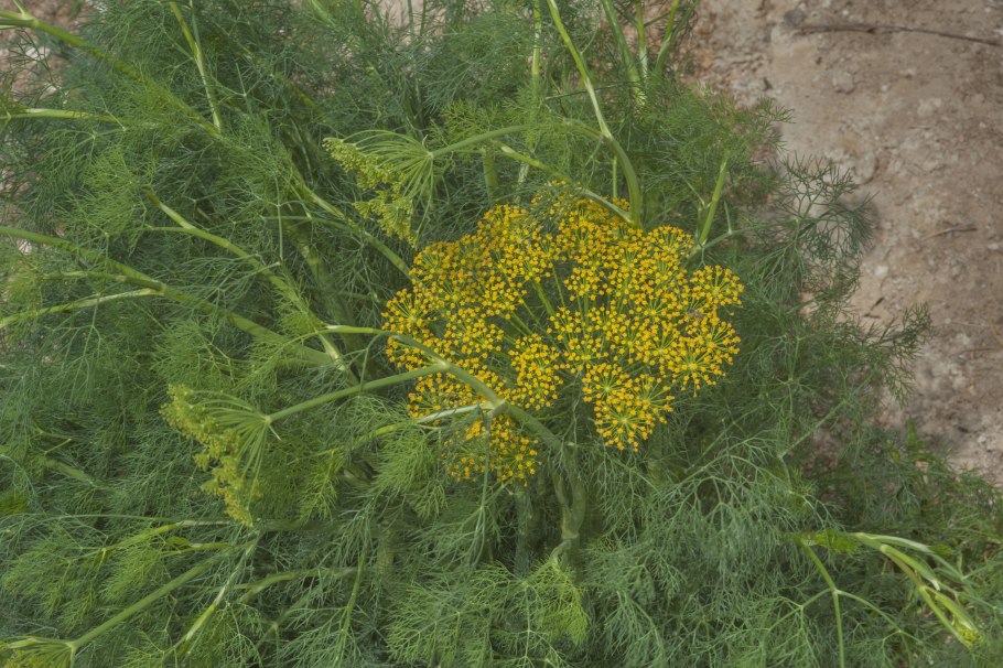 Фенхель. Foeniculum vulgare