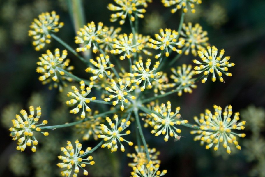 Anethum graveolens гербарий