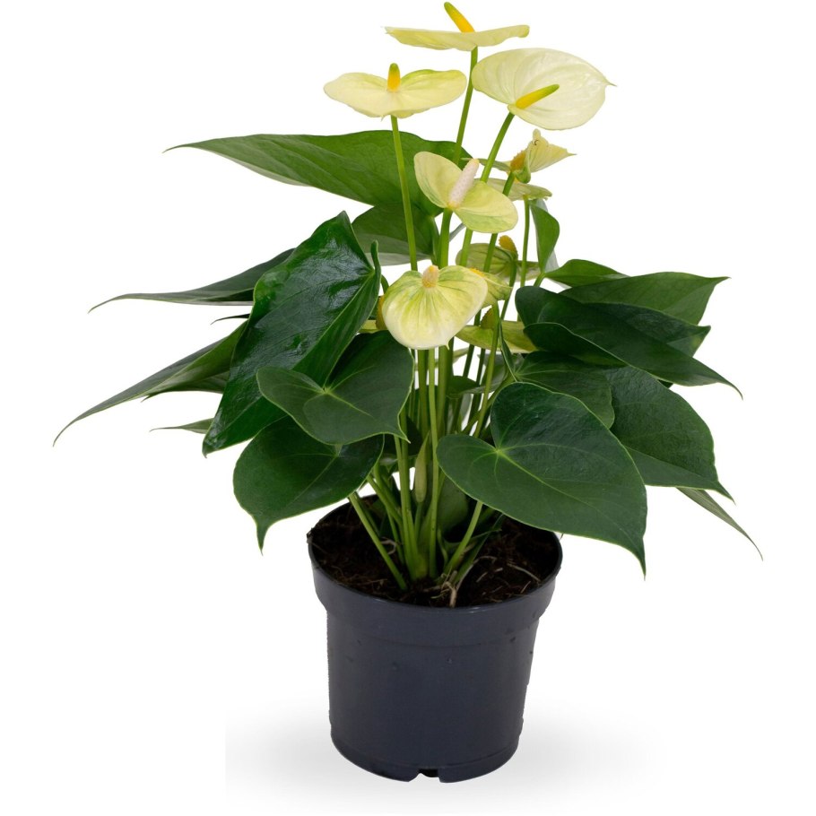 Антуриум Mystique