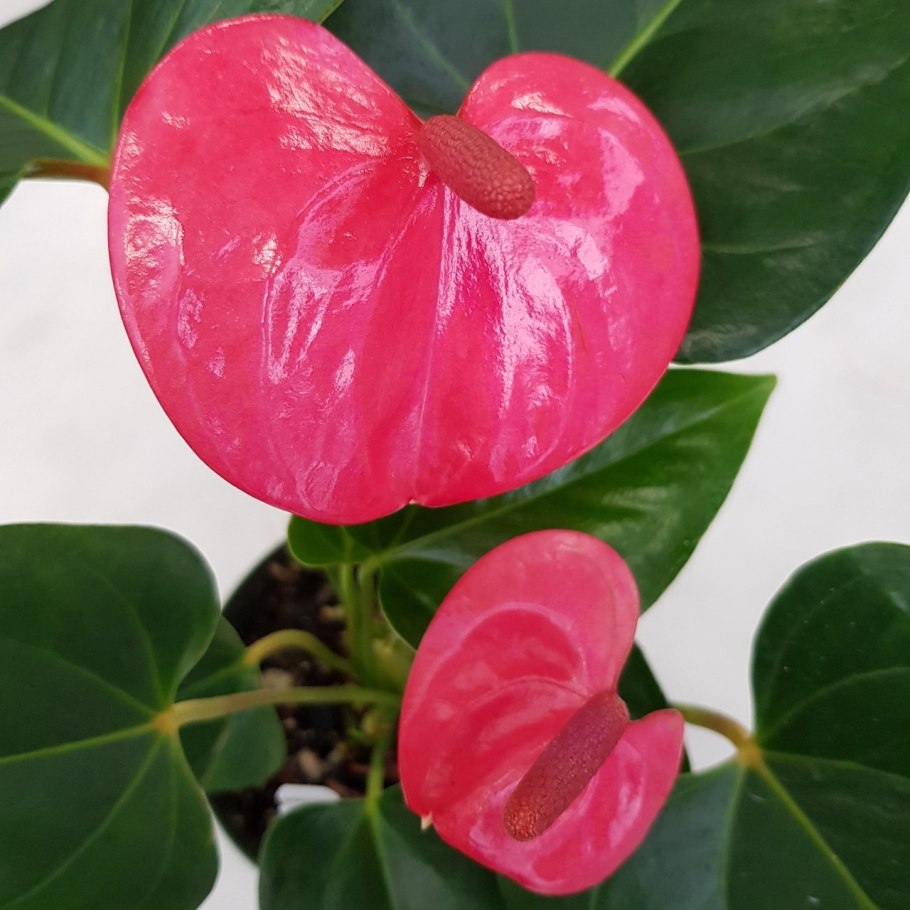 Антуриум Cocos