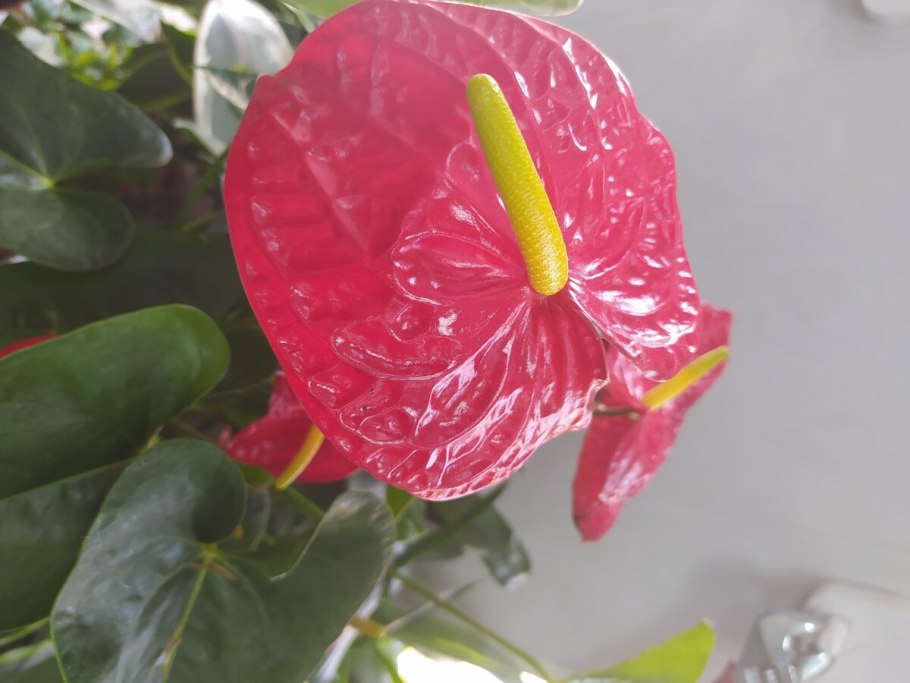 Антуриум Свит Дрим