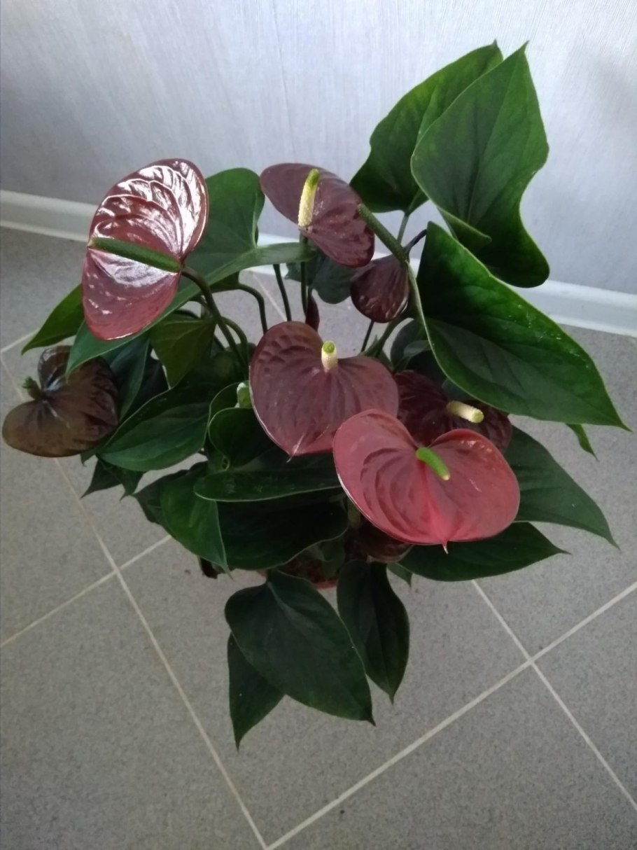 Антуриум Princess Amalia Elegance