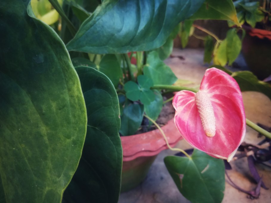 Антуриум неон