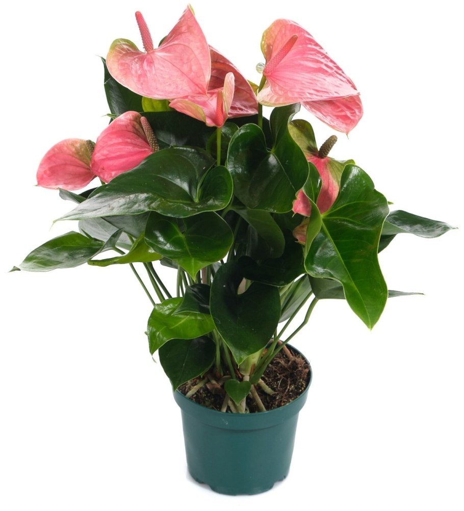 Антуриум нано Пинк