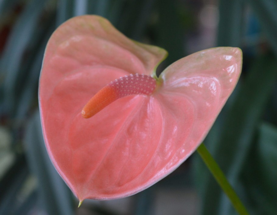 Антуриум Фламинго Браун