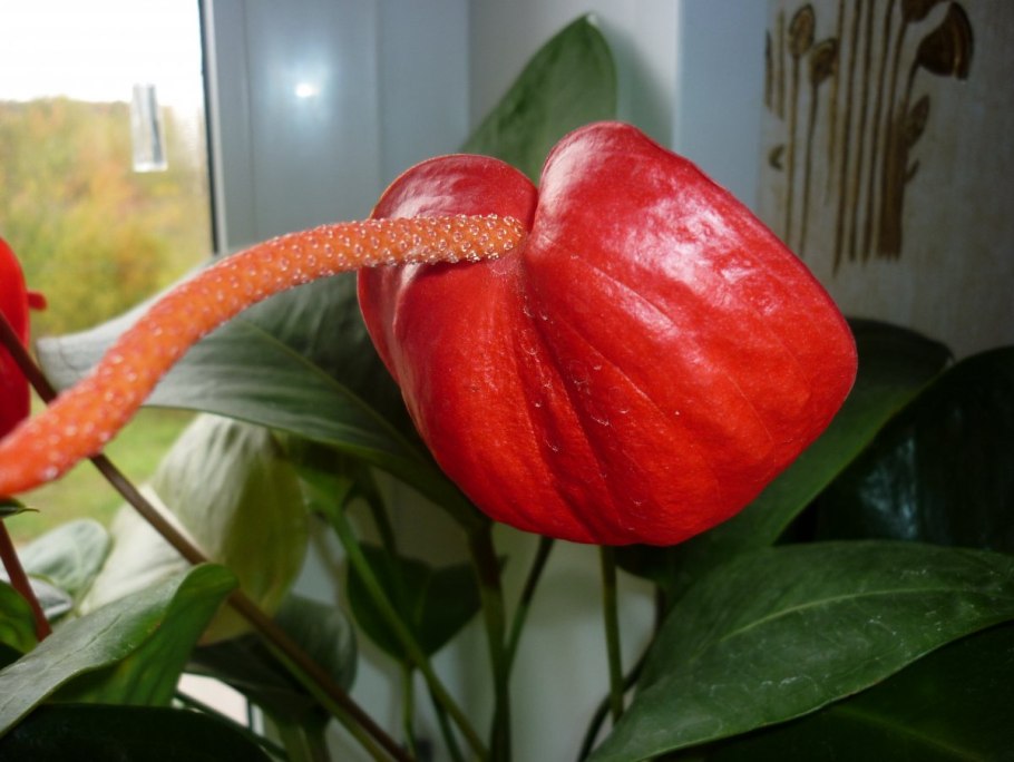 Антуриум Андре красный