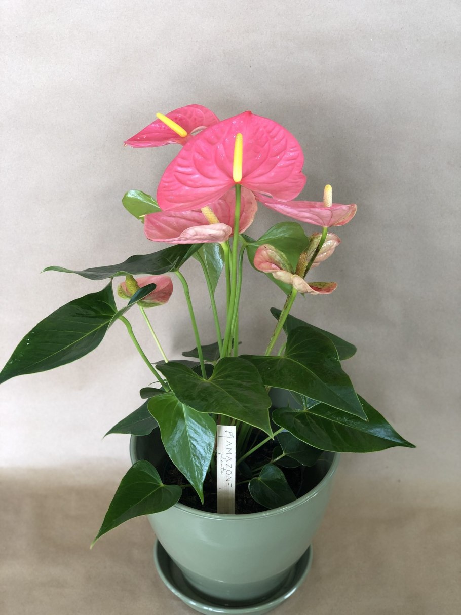 Антуриума Flamingo Orange