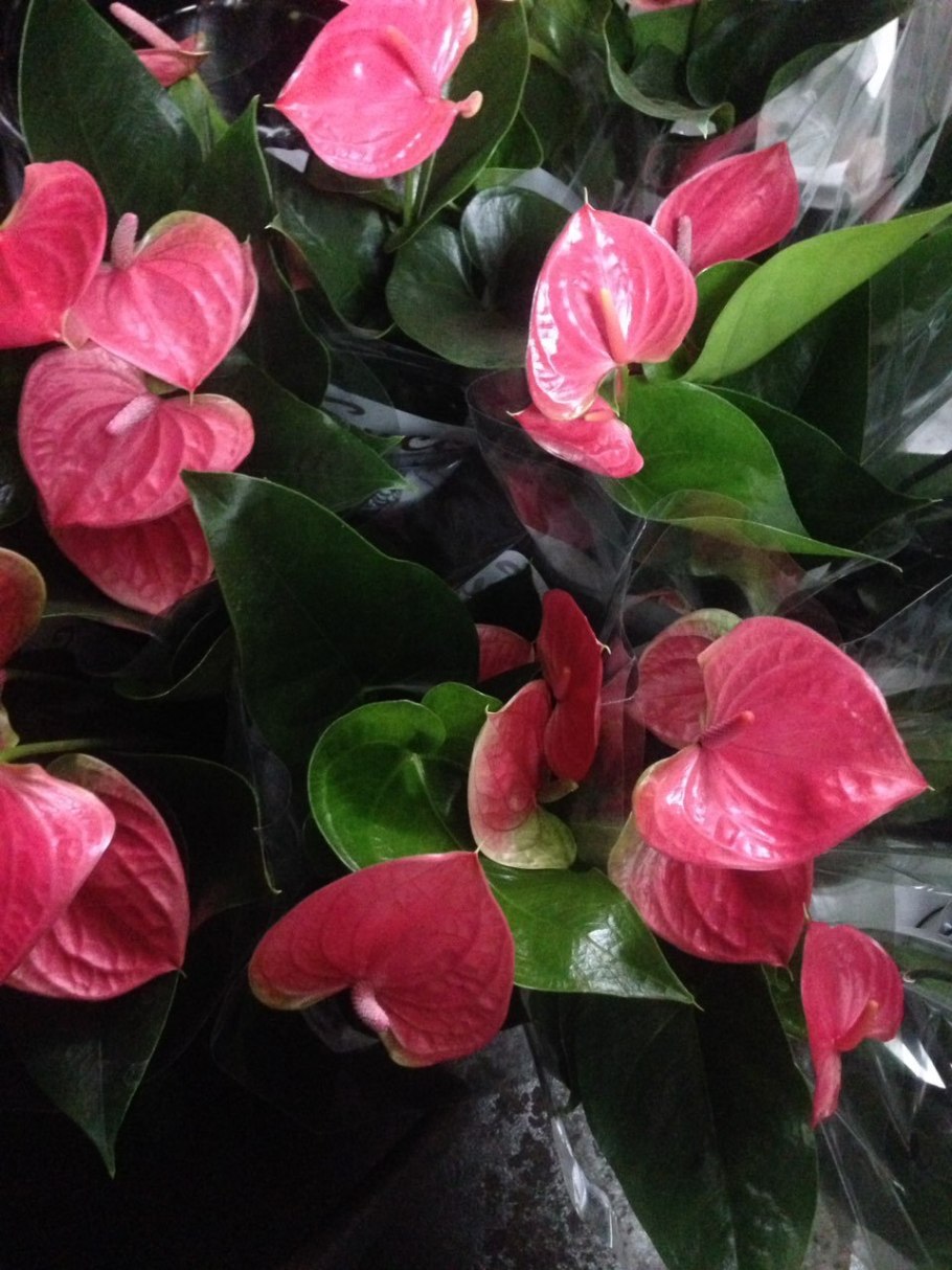 Антуриум нано Пинк