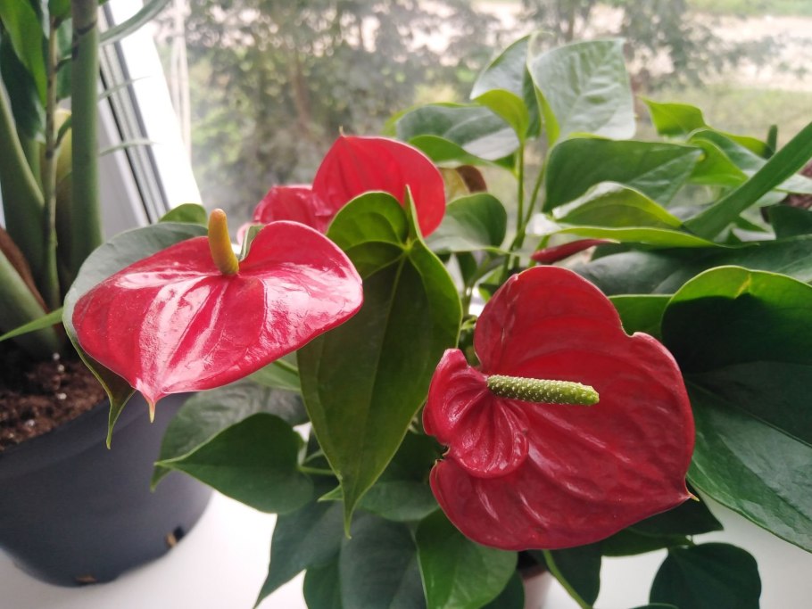 Антуриум Фламинго Плант