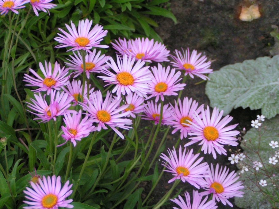 Астра кустарниковая Блау лагуне