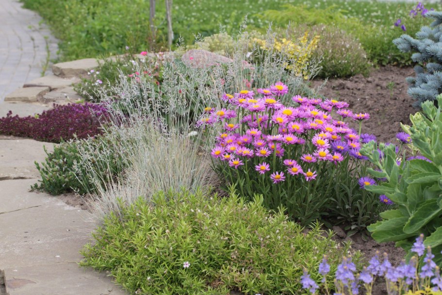 Астра Альпийская многолетняя