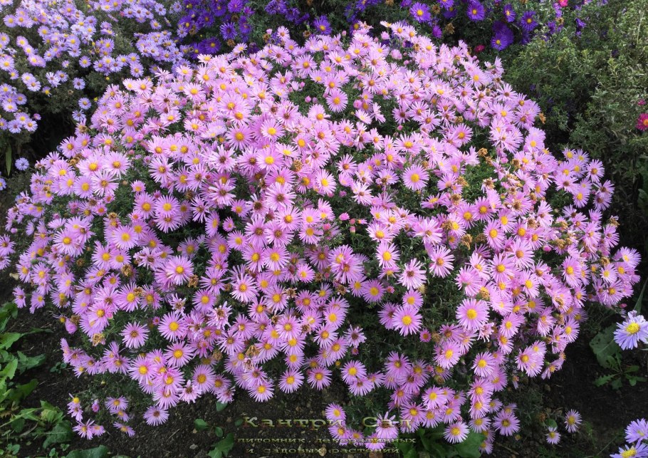 Астра Альпийская (Ромашка голубая)