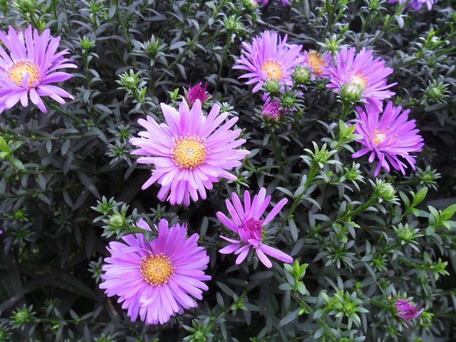 Астра Альпийская низкорослая