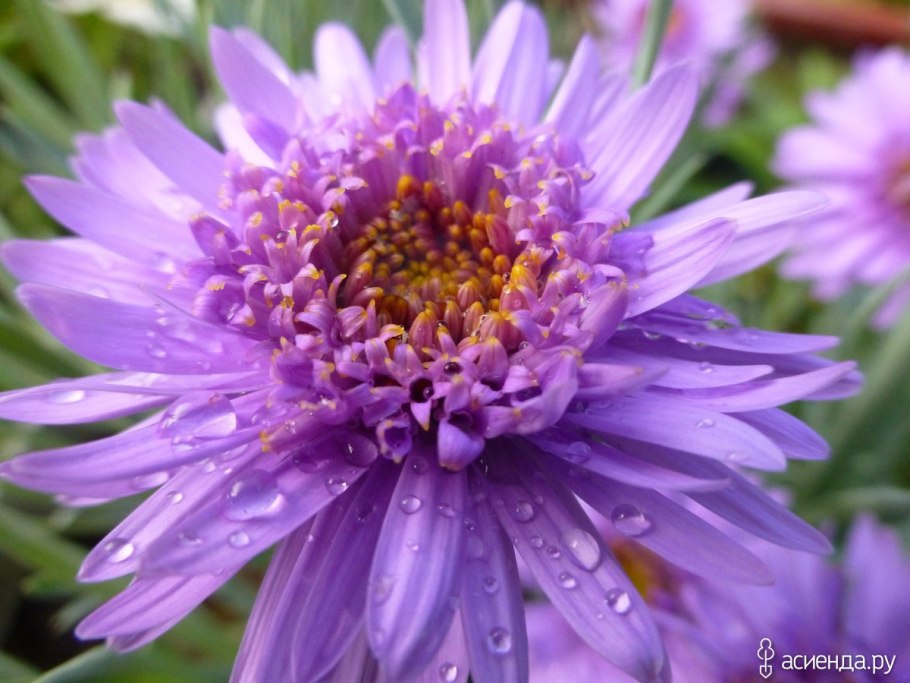 Астра Альпийская Happy end