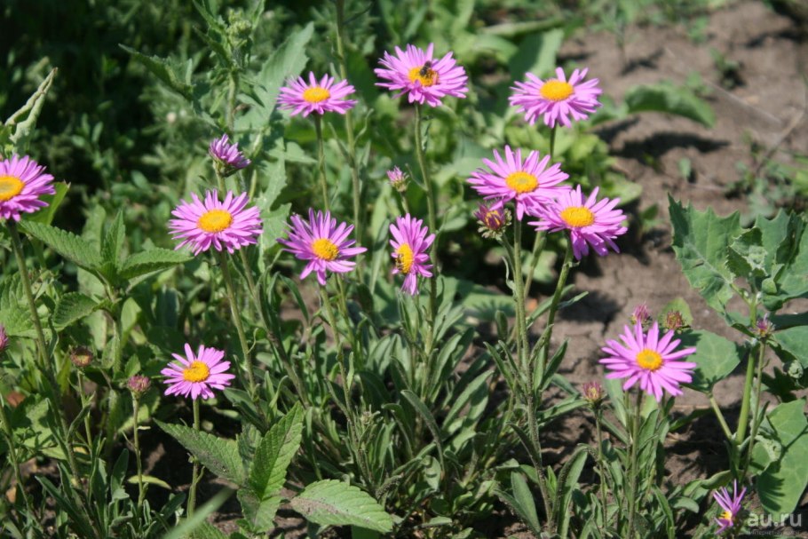 Астра Альпийская