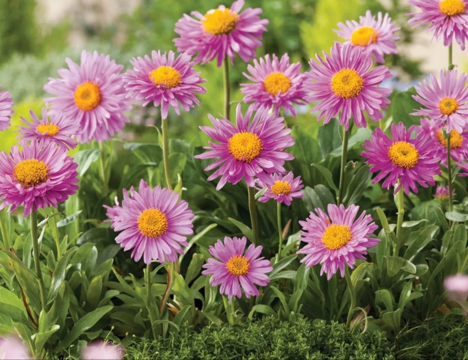 Астра кустарниковая Аннеке