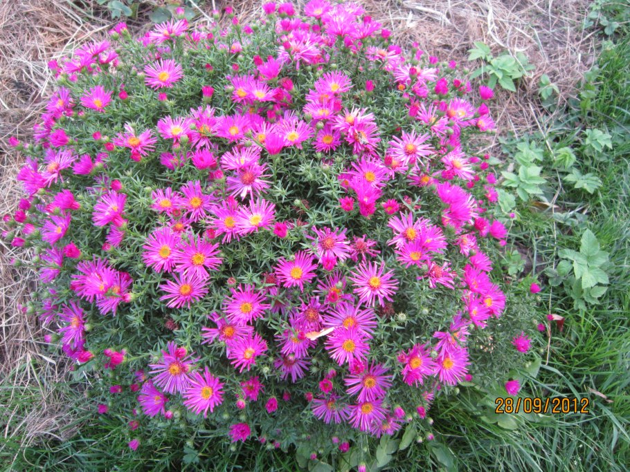 Астры многолетние в миксбордере