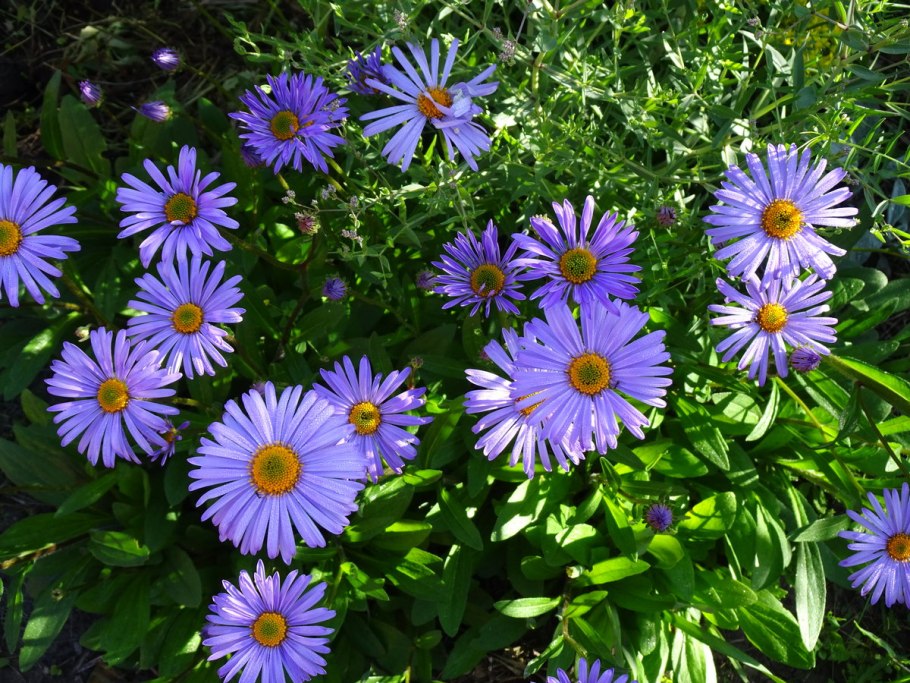 Астра Aster Alpinus Happy end