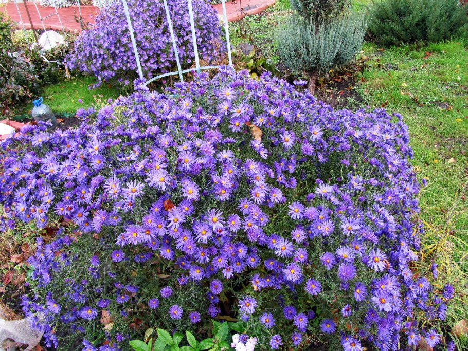 Астра Альпийская (Aster Alpinus)