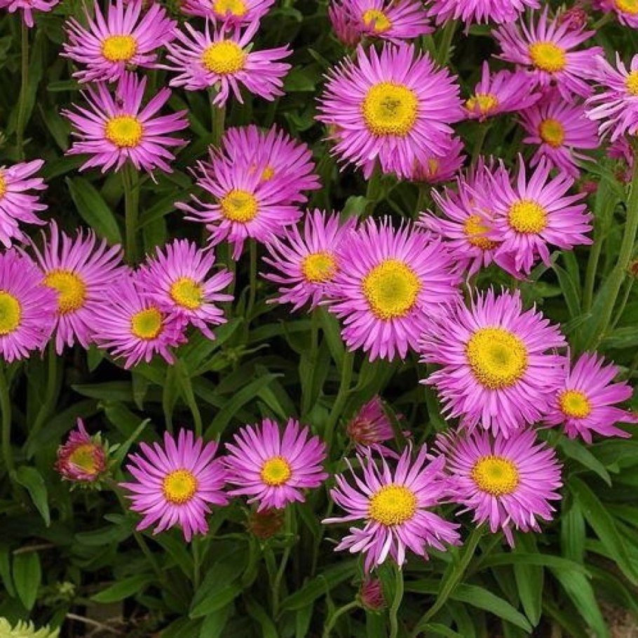 Астра Альпийская голубая