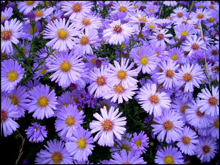 Астра Aster coloradoensis