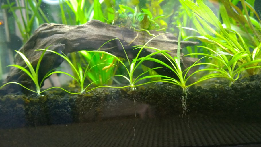 Echinodorus tenellus