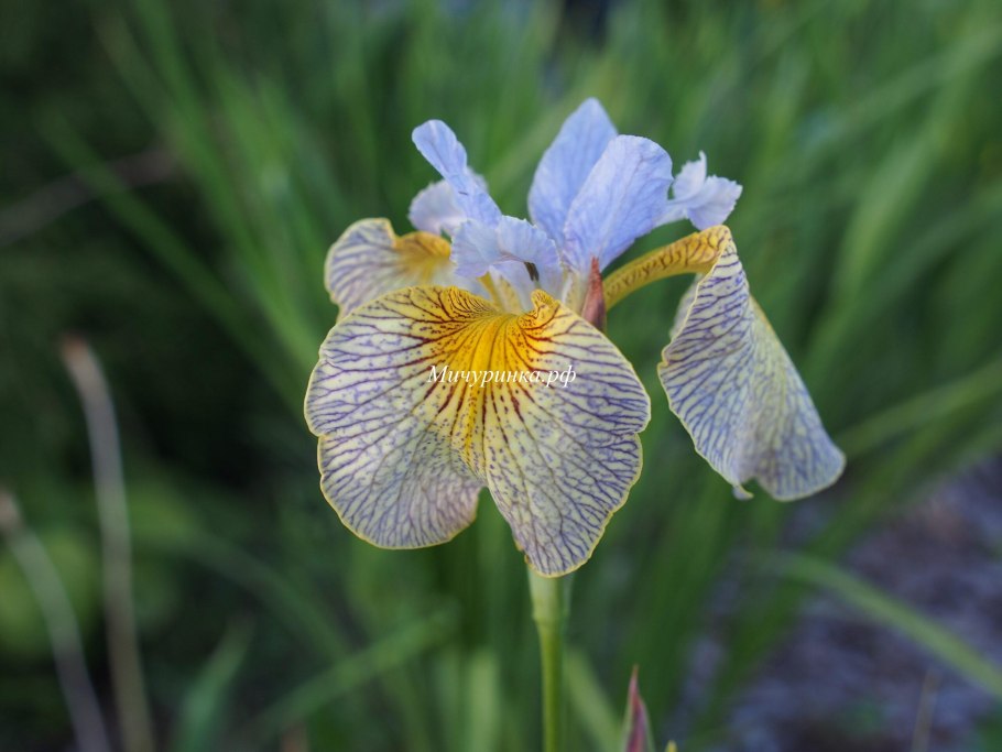 Ирис болотный (Iris pseudacorus)