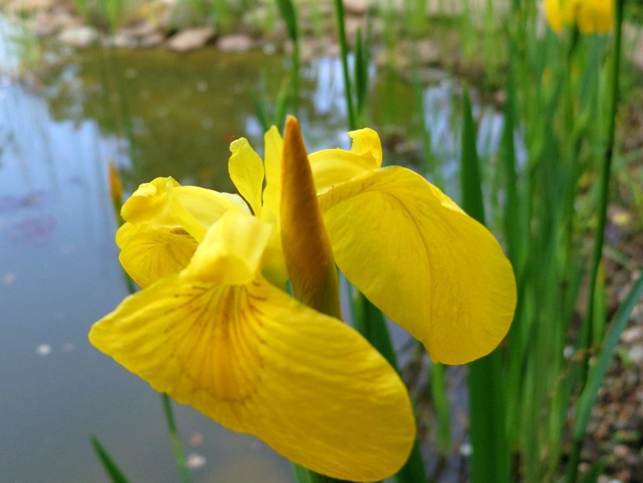 Ирис болотный (Iris pseudacorus)