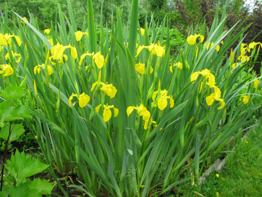 Ирис болотный Flore Plena