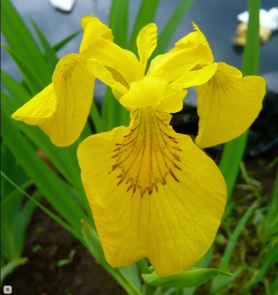Ирис Касатик желтый