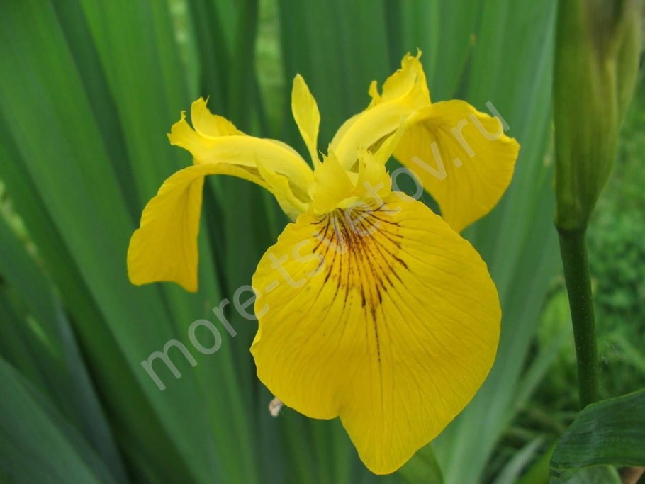 Ирис болотный (аировидный)