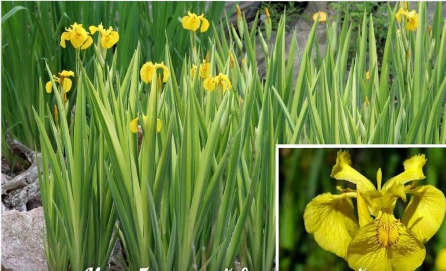 Ирис болотный (аировидный)