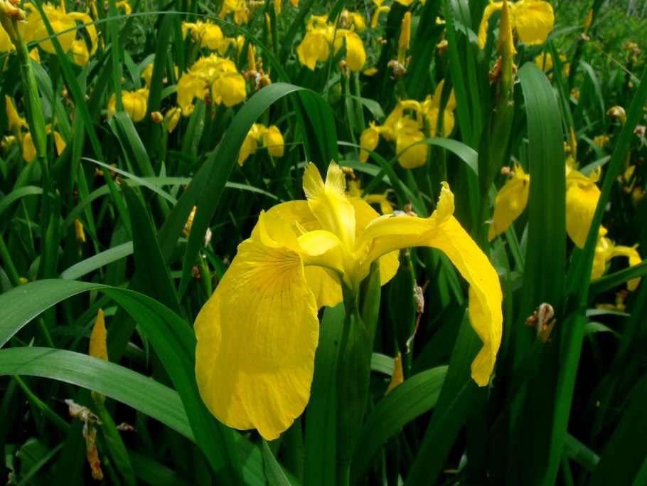 Сибирский Ирис жёлтый болотный