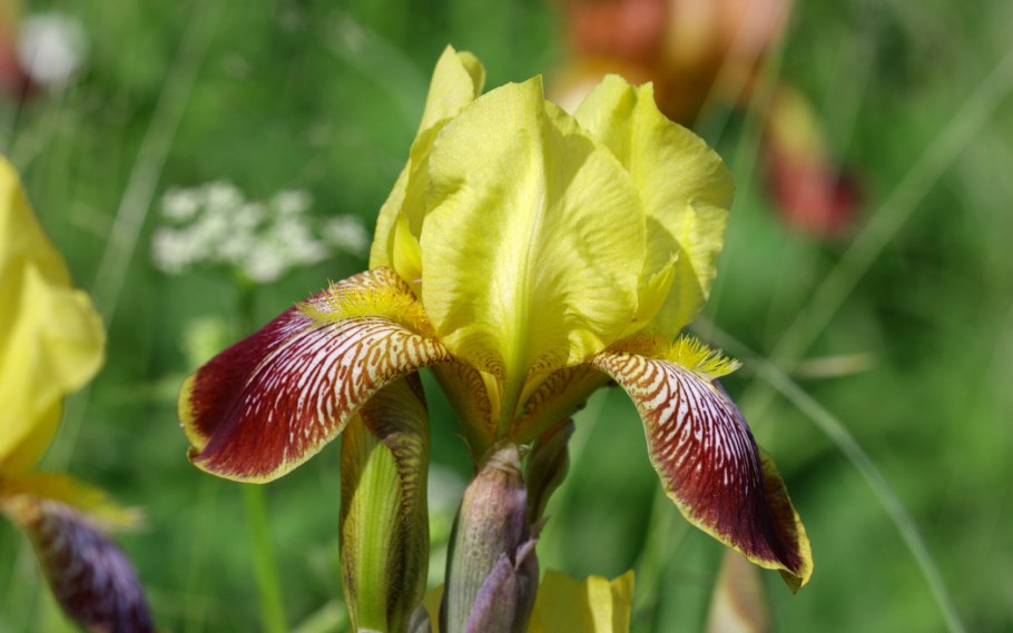 Ирис болотный голубой