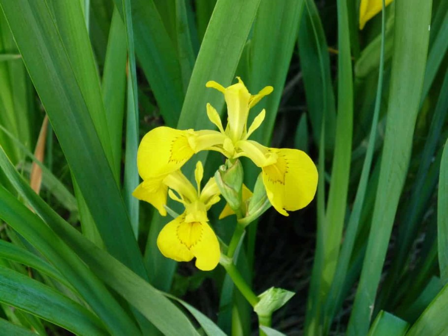 Ирис болотный карликовый