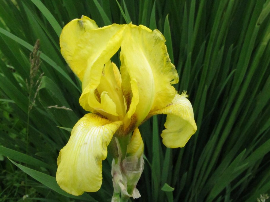 Ирисы с желтым лепестком