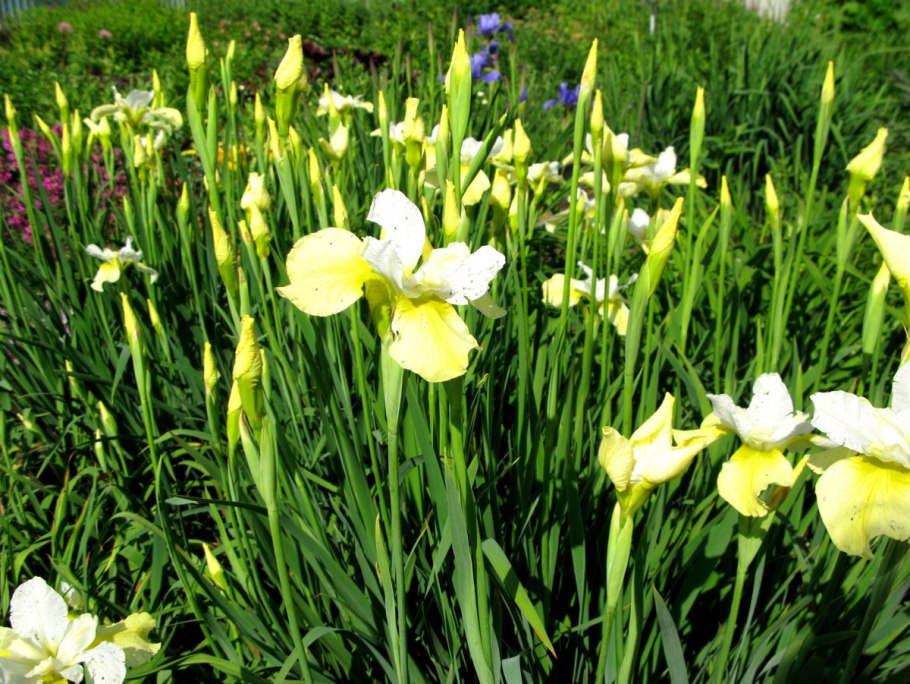 Ирис Сибирский болотный