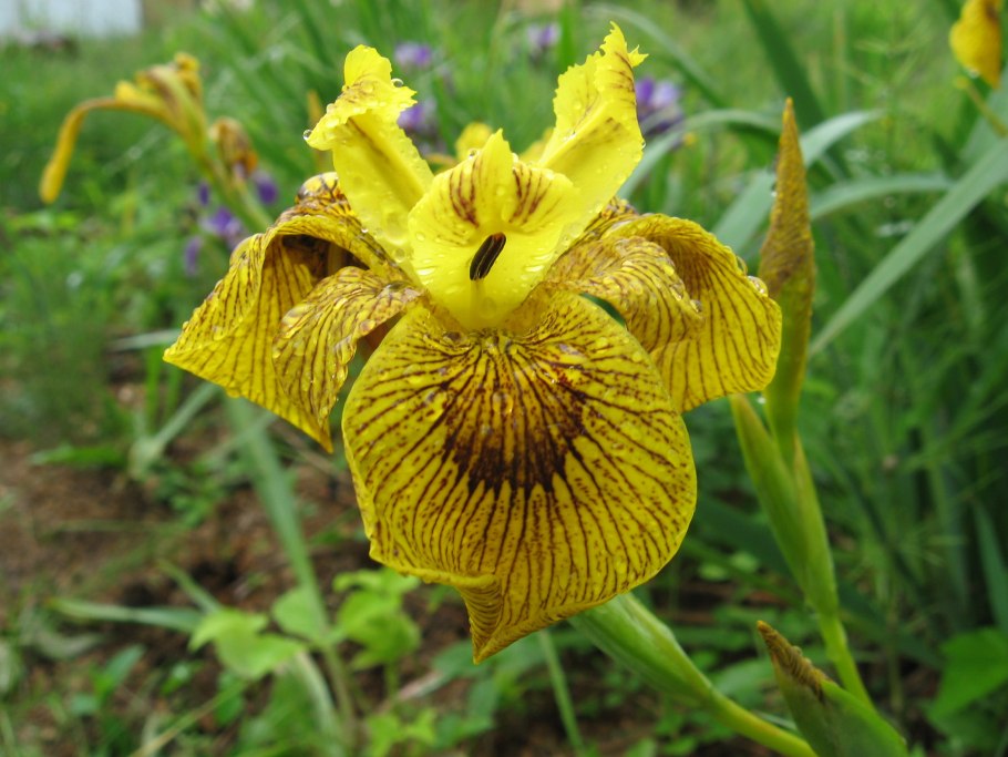 Ирис болотный аировидный желтый