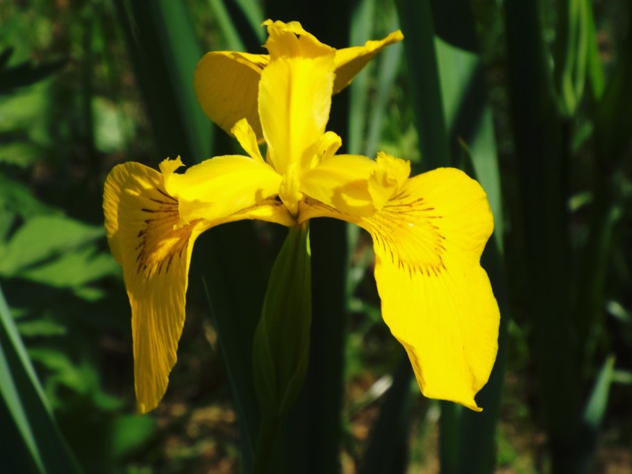 Iris pseudacorus Ирис ложноаировый