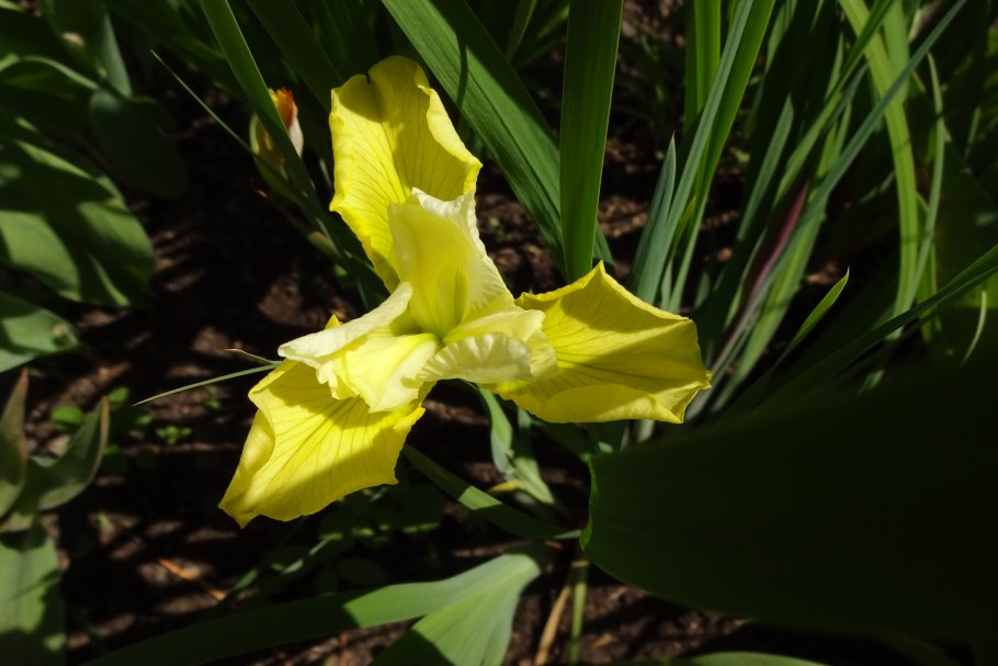 Ирис болотный (аировидный)